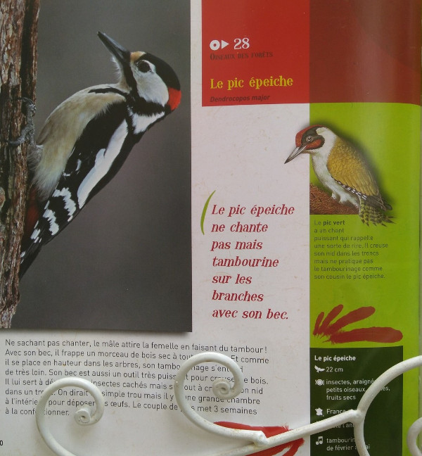 L'image présente le pic épeiche. Un oiseau qui ne chante pas. Il tambourine sur une branche morte pour attirer les femelles. Il est de couleurs rouge, blanche et noire.