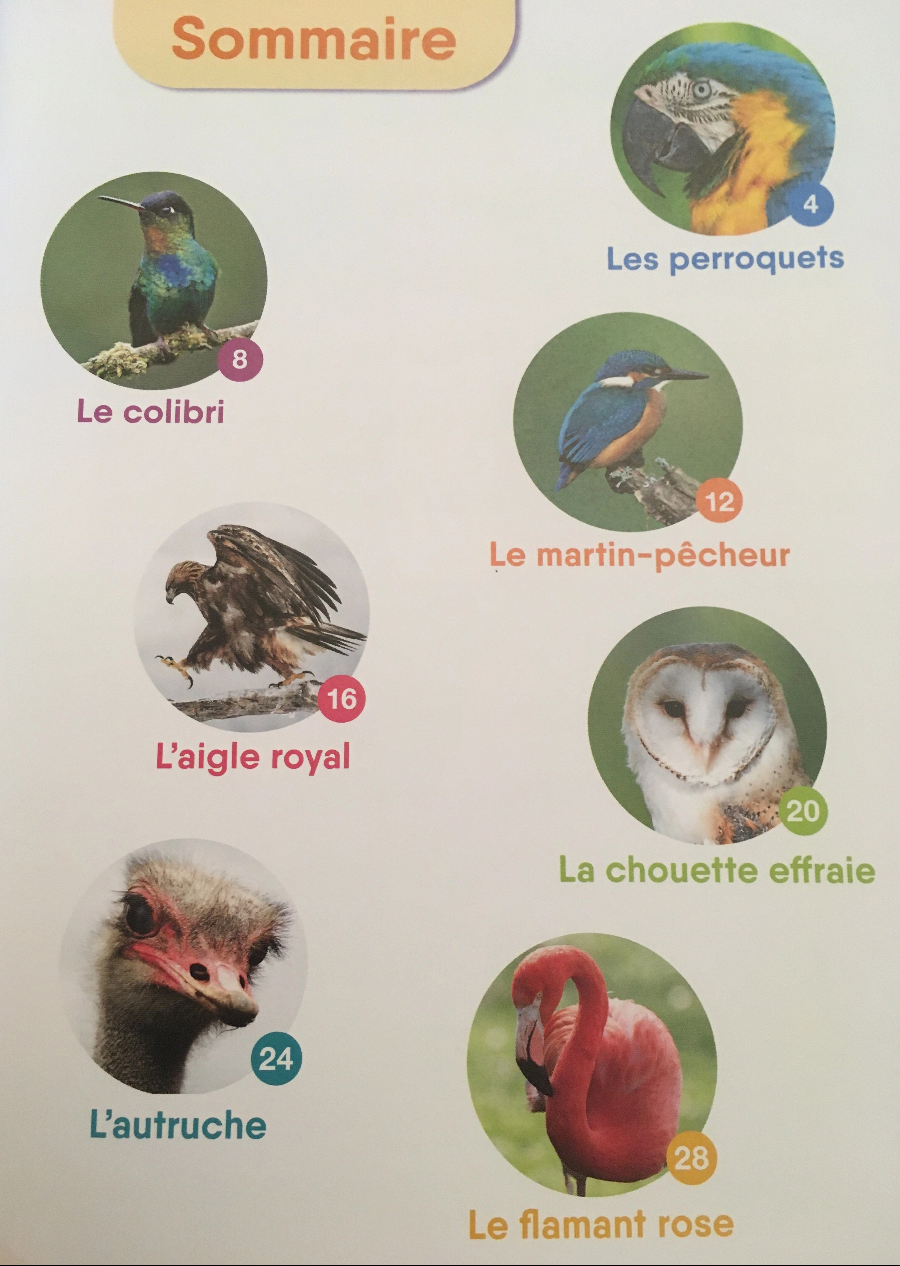 On trouve : les perroquets, le colibri, le martin-pêcheur, l'aigle royal, la chouette effraie, l'autruche, le flamant rose