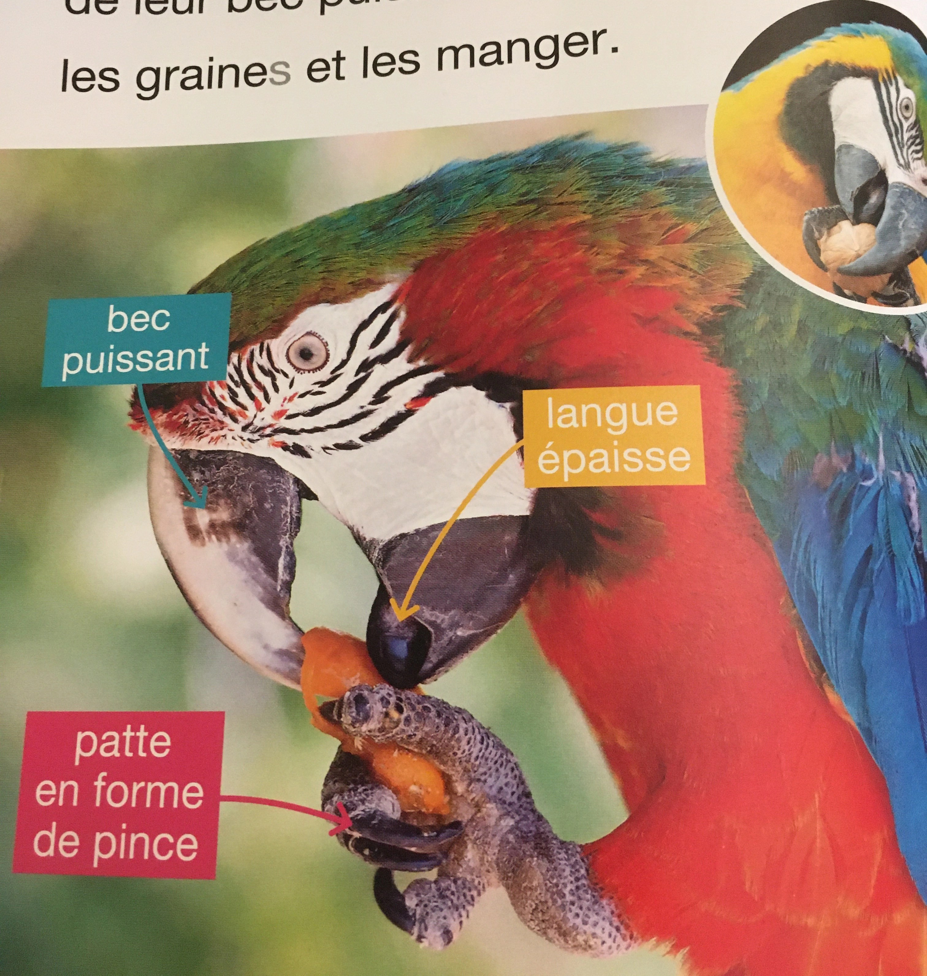découverte de l'anatomie du perroquet