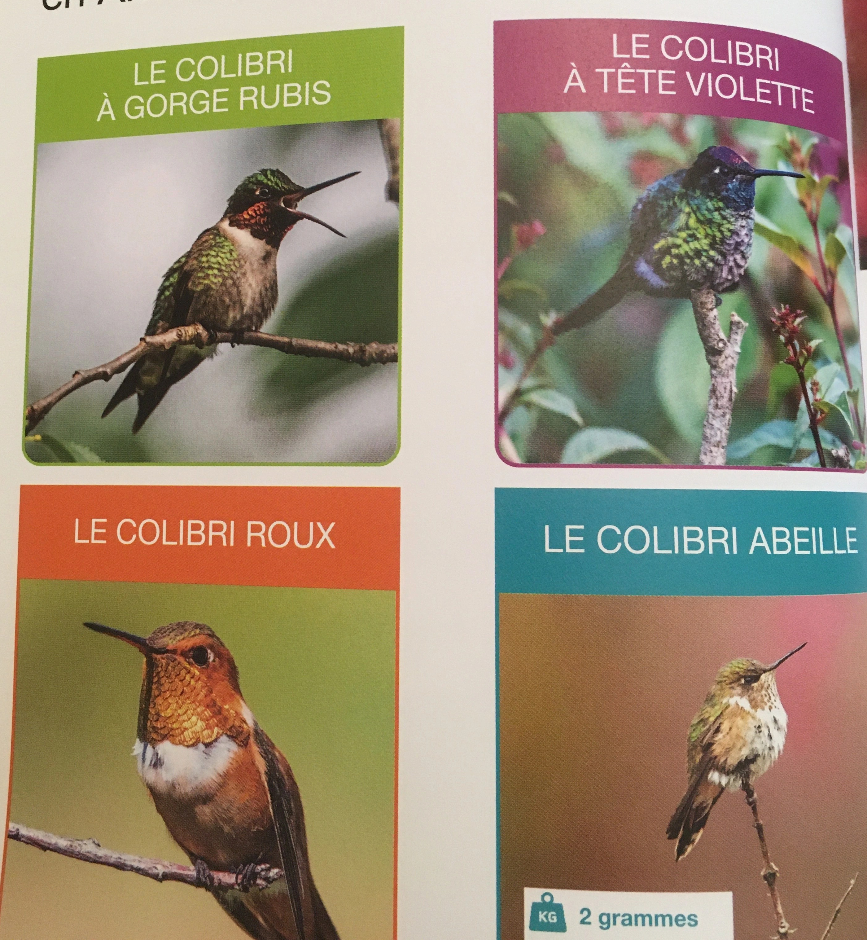 on découvre les familles de colbris
